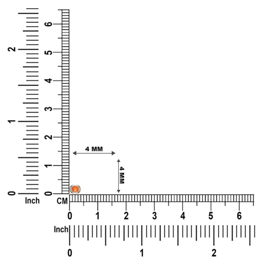 Omya Gold Nosepin Screw